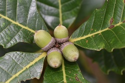 臺灣維管束植物紅皮書名錄列為嚴重瀕臨滅(CR)的槲櫟