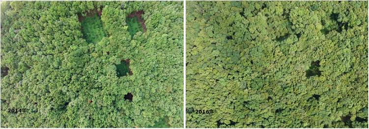 圖4.UAV空拍的監測，經疏伐的林分冠層與留存根株快速萌發新生的枝葉，短時間1-2年內就能重新鬱閉