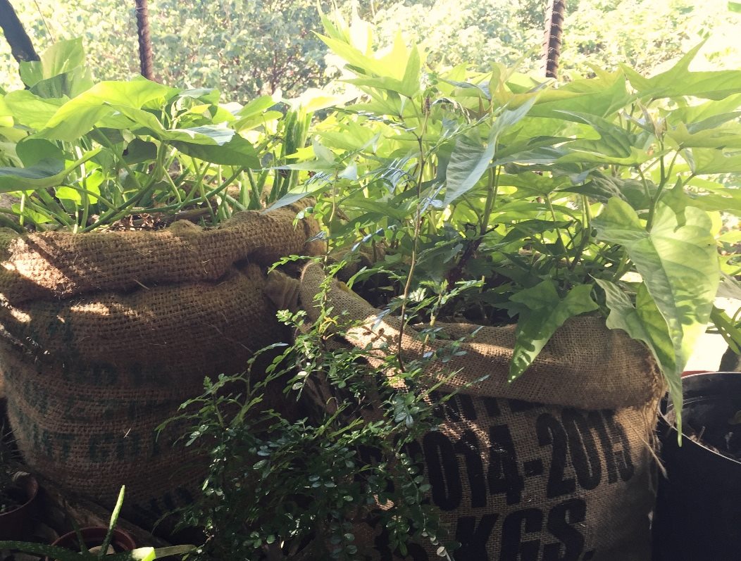 圖4.咖啡豆麻布袋種植示意圖