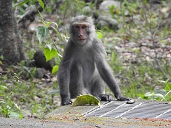 在扇平園區活動的公獼猴：這是一隻被猴群趕出來，獨自生活的公獼猴，在辦公室及土地公廟附近，時常可以看牠的活動蹤跡。