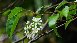 豆梨開花時清新素雅，也是耐旱樹種 (李俊緯攝 林業試驗所提供)