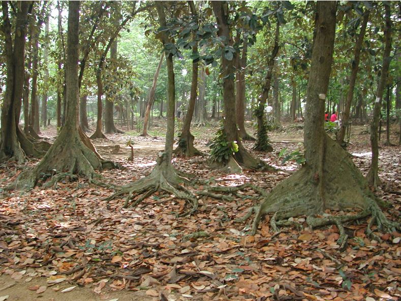 圖4、典型熱帶雨林樹木，樹幹基部常發育出板根(銀葉樹)