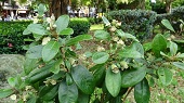 圖4、耐陰的常綠小灌木桃金孃，開花時將提供昆蟲豐富的蜜粉源(林業試驗所胡逸琪攝)
