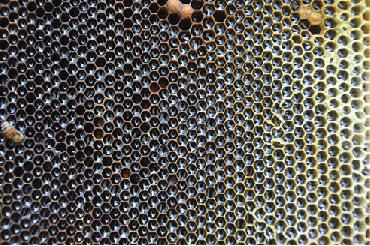 圖4.充滿蜂蜜的蜂巢片