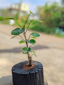 利用土窯燒製的龍眼木炭，將適合作為盆栽造型木炭取用為植栽盆子，栽植圓葉福祿桐植物。