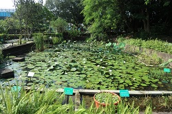 圖5園區水生植物展示區，展示多種可食水生植物
