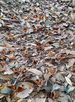 掉落滿地的秋熟橡實