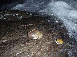 在等待佳人中的斯文豪氏赤蛙(左)及褐樹蛙(右)：這是在夜間的扇平溪，有一隻斯文豪氏赤蛙及一隻褐樹蛙，分別在鳴叫，以等待有求偶的機會。