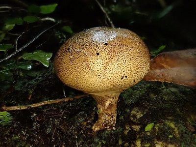 圖5.硬皮馬勃是福山常見的外生菌根真菌