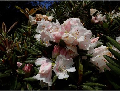 圖5.福山植物園也收集了玉山杜鵑，賞花不必跑到高海拔山區