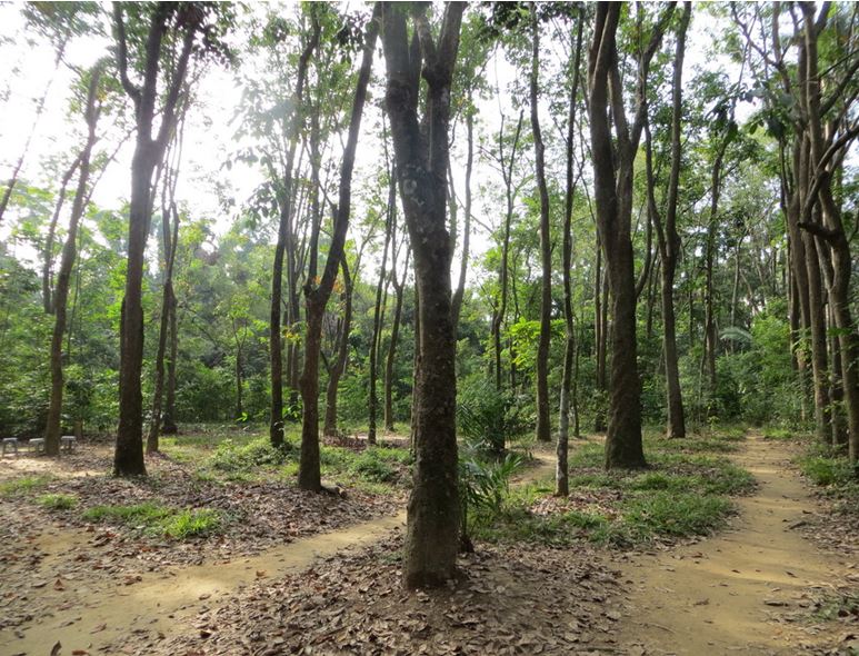 圖5、早期引種的巴西橡膠樹試驗區