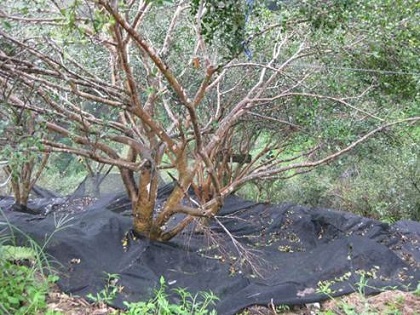 圖6、鋪設黑網收集自然落果之小果油茶油茶籽，若遇雨未能及時撿拾，油茶籽仍會遭受病黴菌為害。