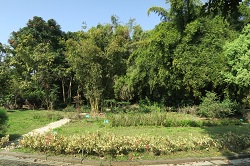圖7園區蝴蝶生態區，栽種多種蝴蝶蜜源食草植物 