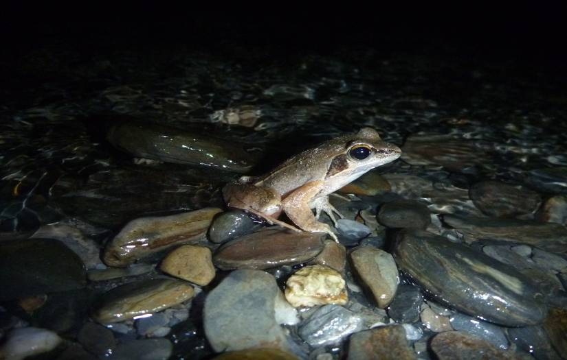 圖7.僅於10月左右出現，扇平溪旁求偶中的梭德氏赤蛙