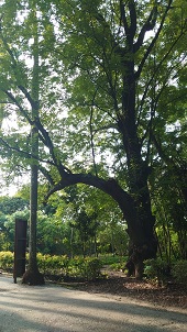 園區代表性老樹-柯柏膠老樹