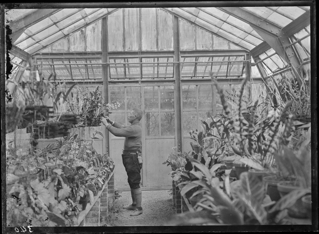 圖一、臺北植物園從1920年代起，即致力於臺灣本土與東南亞有用植物的引入與保種，圖為當時園丁在蘭房溫室工作照