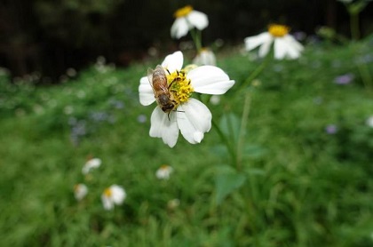 蜜蜂採集大花咸豐草的蜜粉