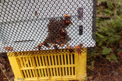 中華大虎頭蜂攻擊蜜蜂