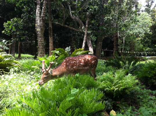 圖二、梅花鹿族群量增大後也開始進入人為活動量大的恆春熱帶植物園區，常可見到鹿隻在園區內覓食