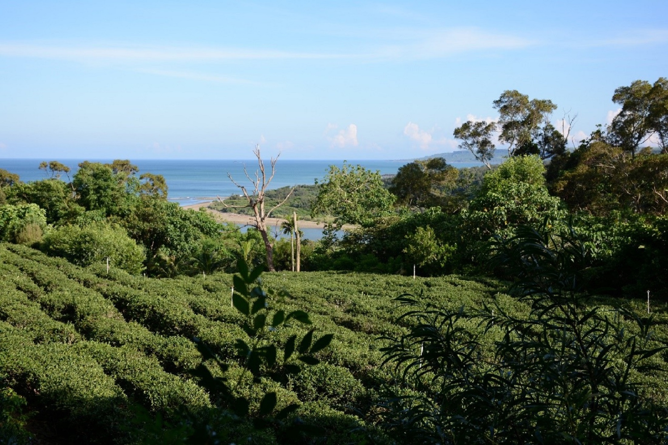 圖六、恆春三寶之一「港口茶」產地就在滿茶古道茶山端，走過艱辛路之後的獎勵就是茶園風光、港口溪出海口以及壯闊太平洋的綺麗風光，身心的疲勞立即獲得撫慰