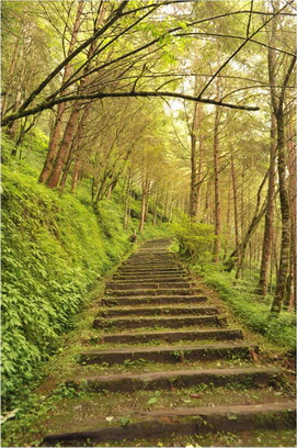 圖1. 棲蘭山檜木林步道