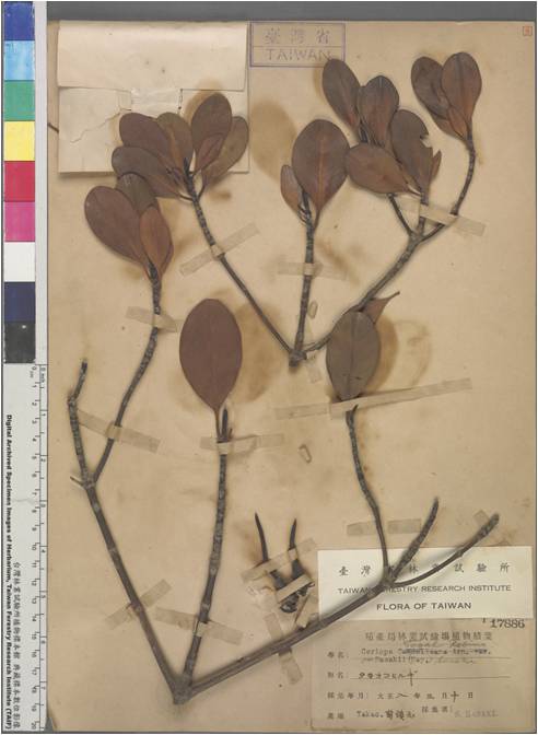 圖2.曾經分布於高雄港的細蕊紅樹，已經於臺灣滅絕，幸留存標本見證當時的環境。