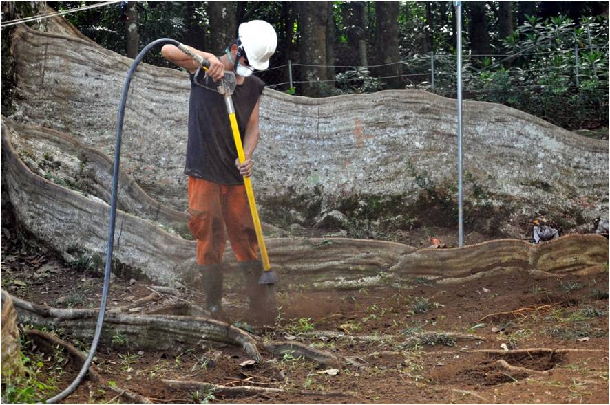 圖3. 防治人員用高壓氣鏟挖掘，可減少傷害健康的根系也提升挖掘效率