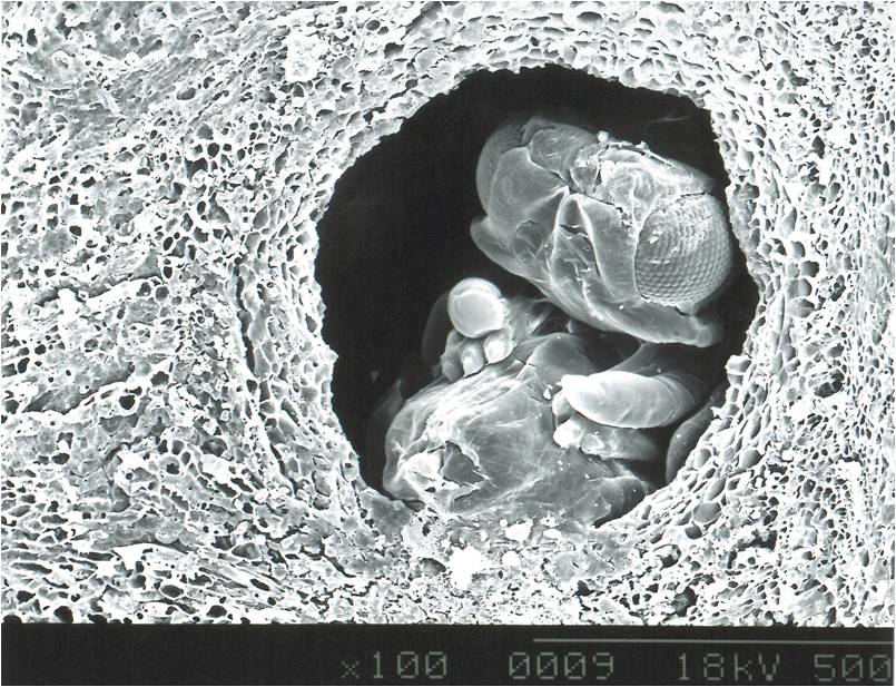 電子顯微鏡觀察即將羽化成蟲的釉小蜂