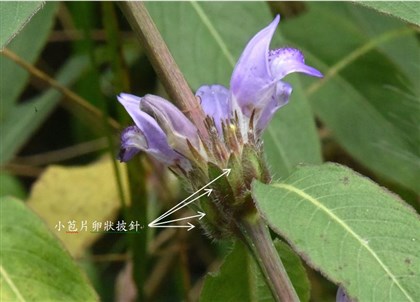 大安水蓑衣-小苞片卵狀披針