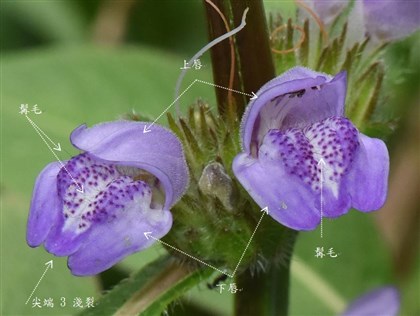 下唇被髯毛及紫紅色斑點，尖端 3 淺裂
