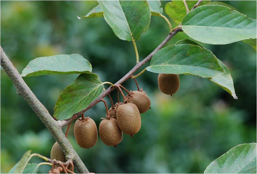 腺齒獼猴桃(山梨獼猴桃)的果小巧可愛