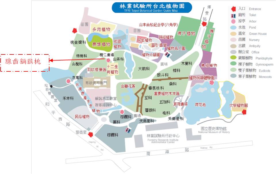 腺齒獼猴桃(山梨獼猴桃)-台北植物園位置圖