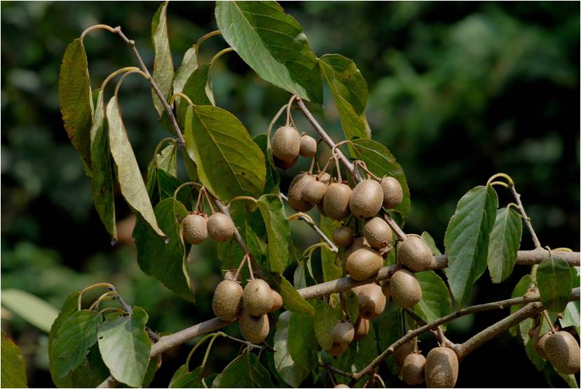 腺齒獼猴桃(山梨獼猴桃)的果密生