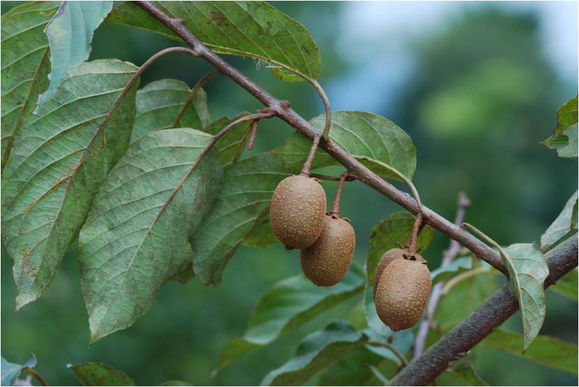 腺齒獼猴桃(山梨獼猴桃)-小枝紅褐色
