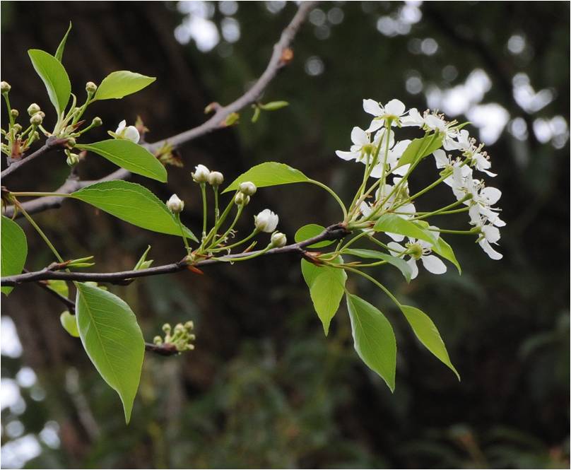 豆梨的花與花苞-101.02.11攝於詩經植物區