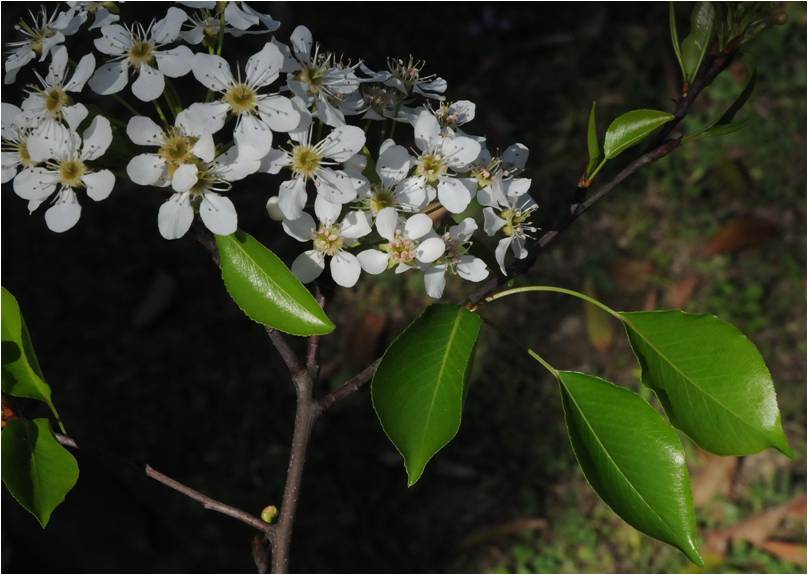 豆梨盛開的花-101.02.11攝於詩經植物區