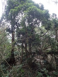 小西氏石櫟松露發現地在多納林道中僅有的一棵小西氏石櫟其根圈挖出一棵台灣第2種新種的白松露