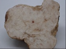 小西氏石櫟松露的子實體縱切面 白色大理石花紋的菌肉