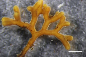 小西氏石櫟菌絲接種二葉松形成的菌根呈現麋鹿般的鹿角狀分叉