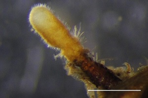 小西氏石櫟菌絲接種五葉松形成的菌根呈現短棍棒狀的菌根