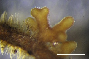小西氏石櫟菌絲接種華山松形成的菌根呈現雙分叉狀的菌狀