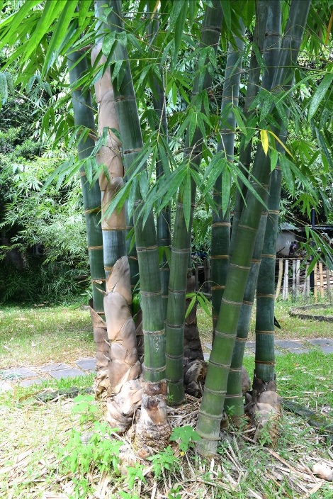 巨竹-2012.08.22攝於台北植物園