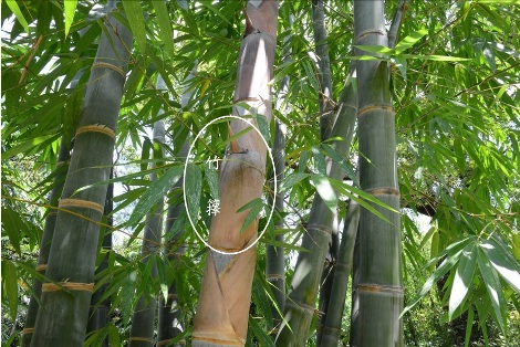 巨竹-竹籜-2012.08.22攝於台北植物園