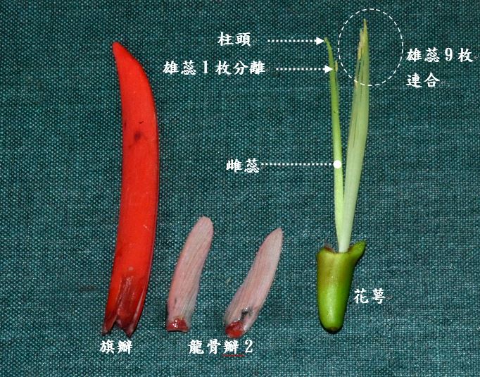 二體雄蕊(diadelphous stamen), 10枚雄蕊中, 9枚連合, 1枚分離翼瓣已退化