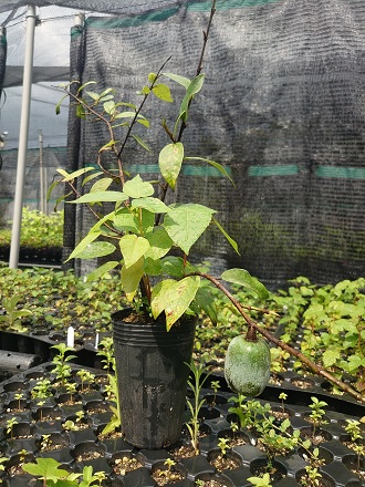 經林業試驗所進行施肥處理試驗之愛玉苗木已成功結果。