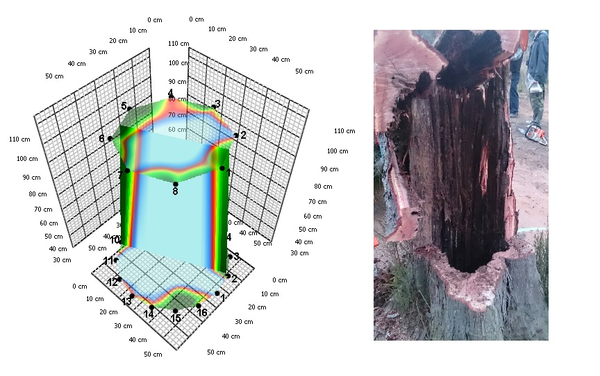 圖2. 應力波3D斷層影像與實際砍伐斷面照片