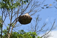 攻擊性強的黑腹虎頭蜂高懸於枝頭上