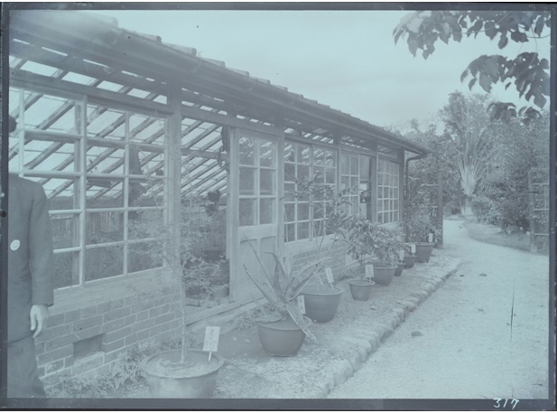 圖1.臺北植物園珍藏玻璃底片照片之植物園舊溫室