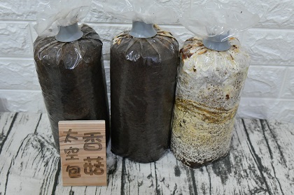 有限責任屏東縣永在林業生產合作社生產的高品質菇蕈太空包