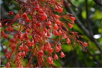 楓葉酒瓶樹(澳洲火焰樹)花近照-20130611攝於雙溪公園外路旁